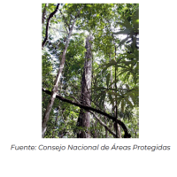 Oferta: Modelo de manejo forestal sostenible a través de concesiones forestales en áreas protegidas. 